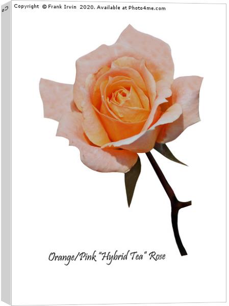 A Beautiful Orange/Pink Hybrid Tea Rose Canvas Print by Frank Irwin