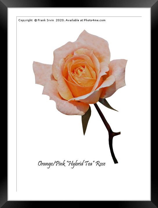 A Beautiful Orange/Pink Hybrid Tea Rose Framed Mounted Print by Frank Irwin