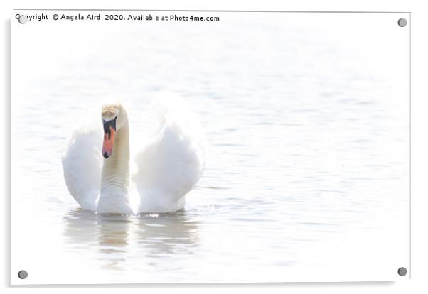 Mute Swan. Acrylic by Angela Aird