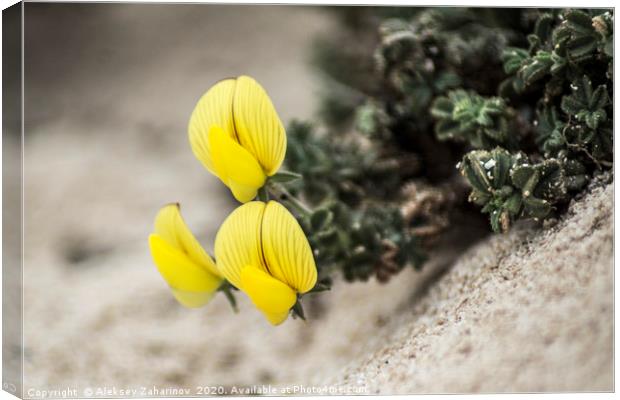 Yellow flowers in the desert Canvas Print by Aleksey Zaharinov