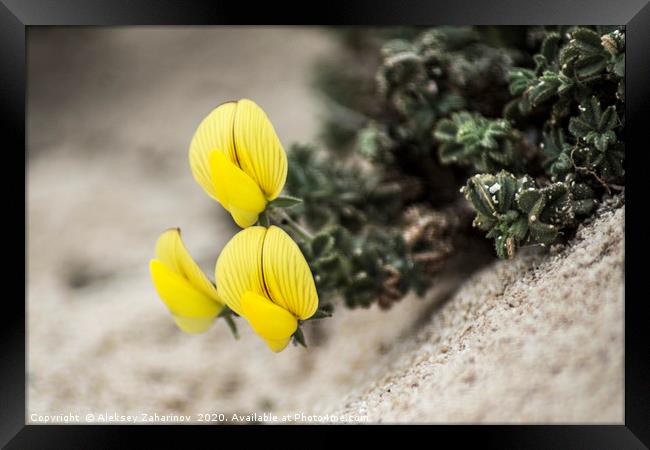 Yellow flowers in the desert Framed Print by Aleksey Zaharinov