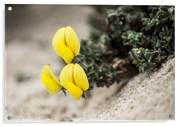 Yellow flowers in the desert Acrylic by Aleksey Zaharinov