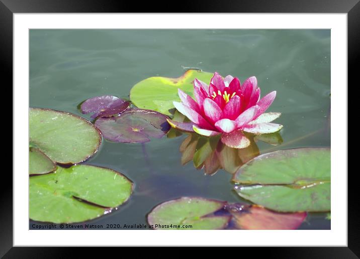 A Pink Waterlily Framed Mounted Print by Steven Watson