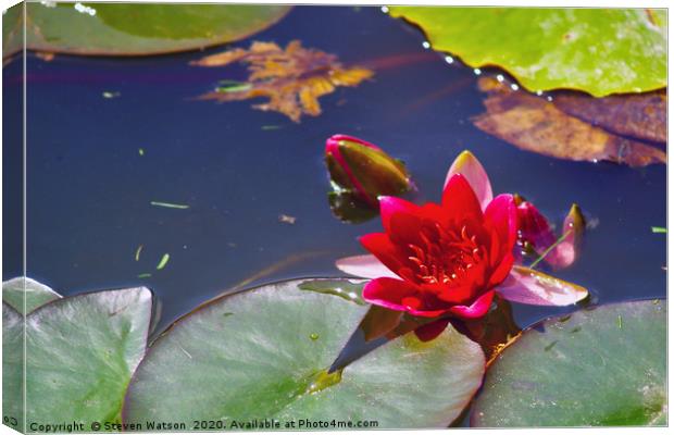Red Waterlily Canvas Print by Steven Watson
