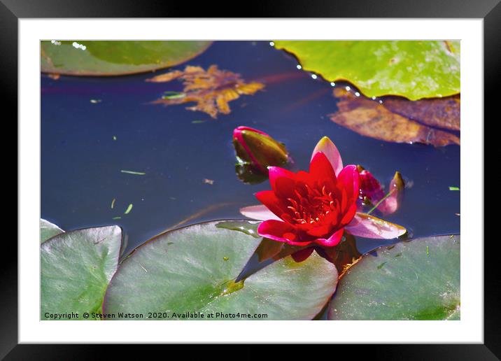 Red Waterlily Framed Mounted Print by Steven Watson