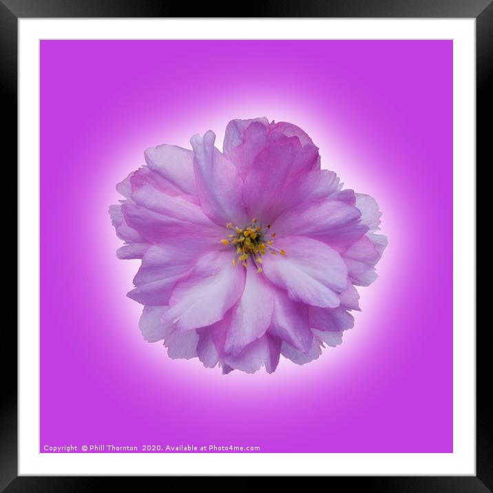 Isolated Pink Cherry Blossom on a pink packground. Framed Mounted Print by Phill Thornton
