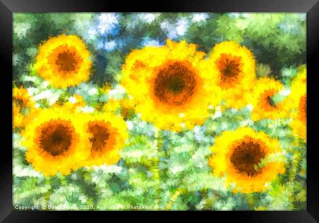 Sunflower Dreams Art Framed Print by David Pyatt
