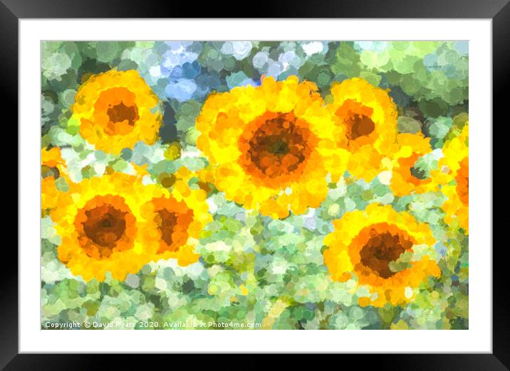 Sunflower Dreaming Art Framed Mounted Print by David Pyatt