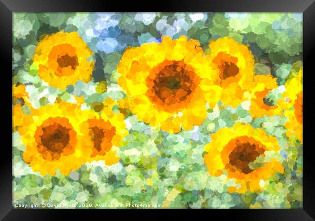 Sunflower Dreaming Art Framed Print by David Pyatt