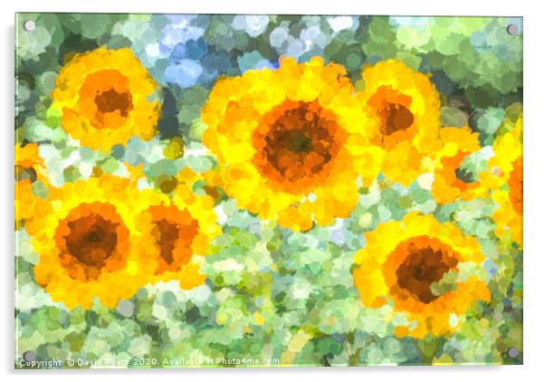 Sunflower Dreaming Art Acrylic by David Pyatt