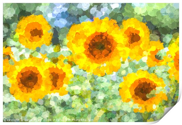 Sunflower Dreaming Art Print by David Pyatt