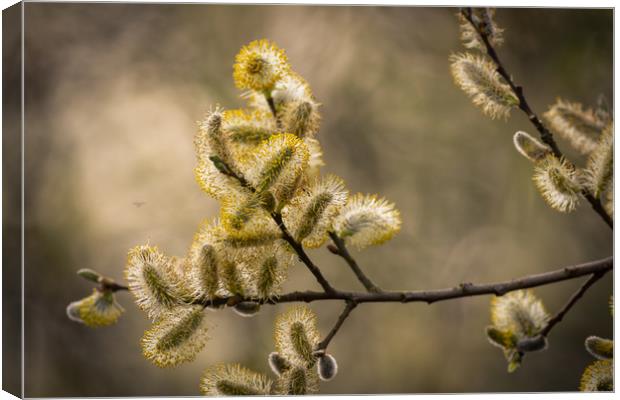 Pussy willow   Canvas Print by chris smith
