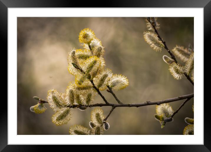 Pussy willow   Framed Mounted Print by chris smith