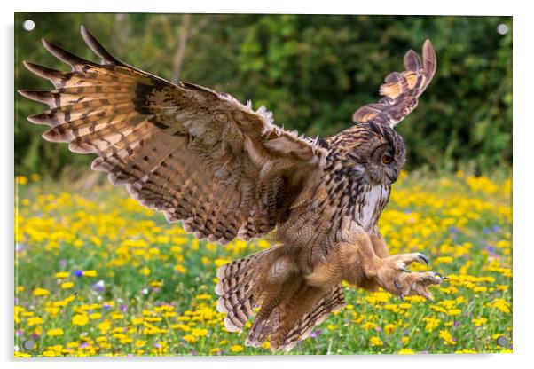 Eagle owl  (Bubo bubo)  Acrylic by chris smith