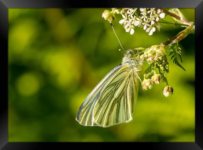 Green-Veined White Butterfly, Carmarthenshire. Framed Print by Colin Allen
