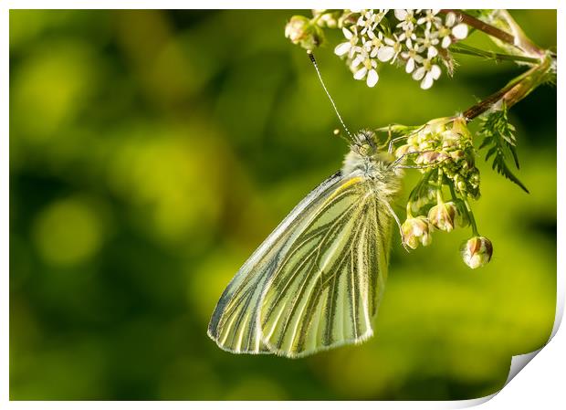Green-Veined White Butterfly, Carmarthenshire. Print by Colin Allen