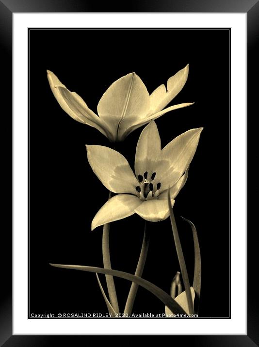 "Tulip Duo monochrome" Framed Mounted Print by ROS RIDLEY