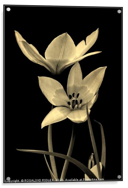 "Tulip Duo monochrome" Acrylic by ROS RIDLEY