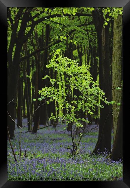 Beech Tree Bluebell Wood Framed Print by Simon Johnson