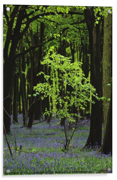 Beech Tree Bluebell Wood Acrylic by Simon Johnson