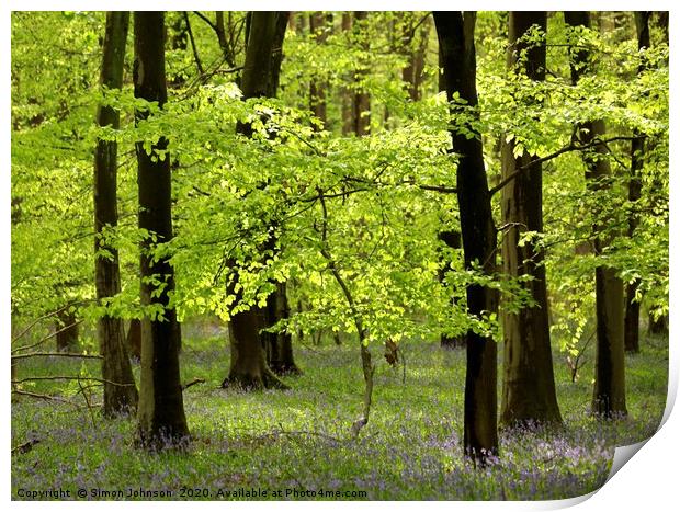 Spring breeze beech wood Print by Simon Johnson