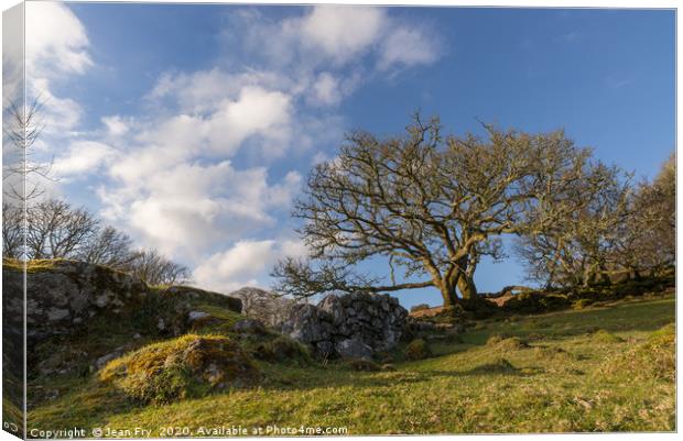 Trees and stone wall on Dartmoor Canvas Print by Jean Fry