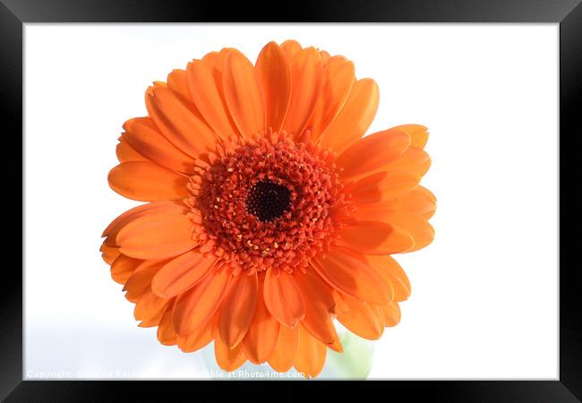 single orange Gerbera Framed Print by Photogold Prints