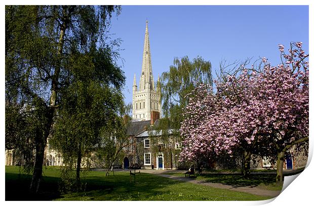 Norwich Cathedral Print by Darren Burroughs