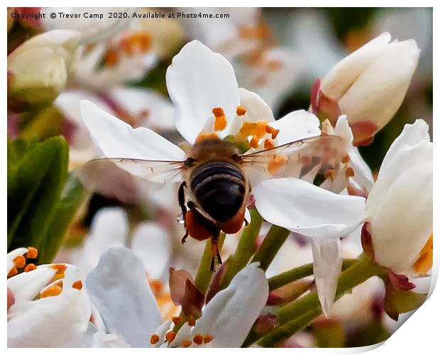 Fully loaded Honey Bee Print by Trevor Camp