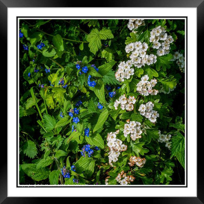 Hawthorn and Perennial Forget-Me-Nots Framed Mounted Print by Colin Metcalf