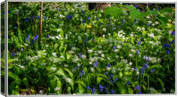 Bluebells and Wild Garlic Canvas Print by Colin Metcalf