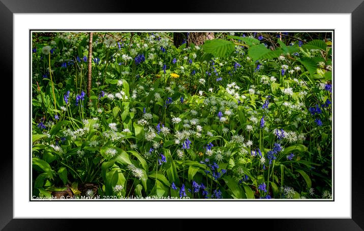 Bluebells and Wild Garlic Framed Mounted Print by Colin Metcalf
