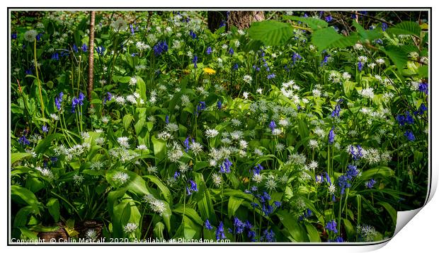 Bluebells and Wild Garlic Print by Colin Metcalf