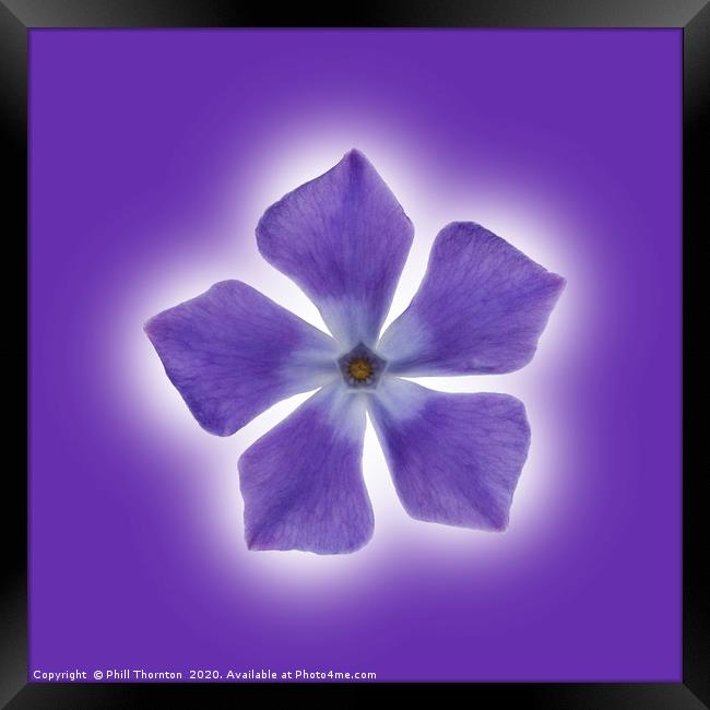 Isolated Periwinkle blossom on a purple packground Framed Print by Phill Thornton