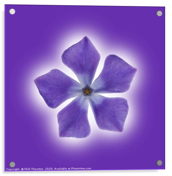 Isolated Periwinkle blossom on a purple packground Acrylic by Phill Thornton