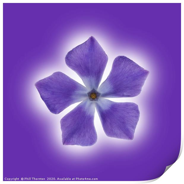 Isolated Periwinkle blossom on a purple packground Print by Phill Thornton