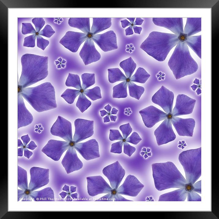 A pattern of isolated Periwinkle blossom on a purp Framed Mounted Print by Phill Thornton