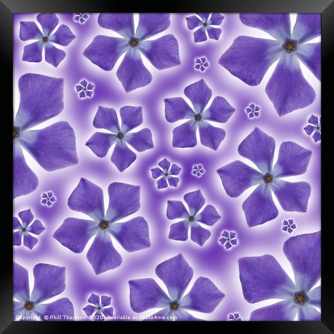 A pattern of isolated Periwinkle blossom on a purp Framed Print by Phill Thornton