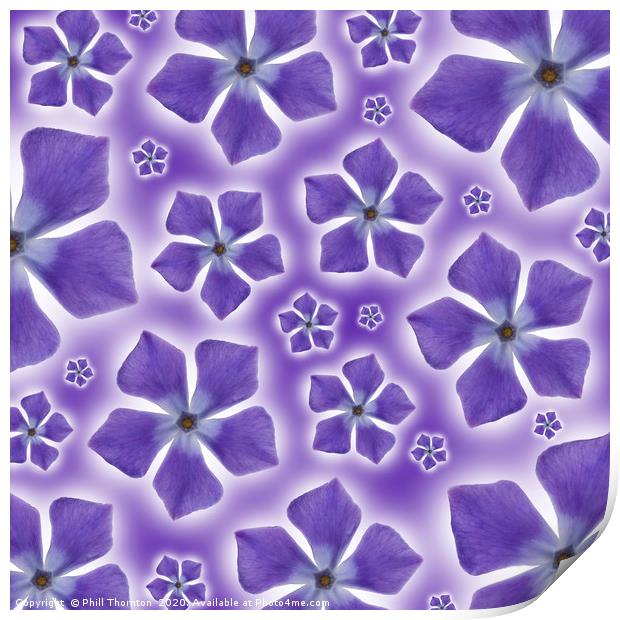 A pattern of isolated Periwinkle blossom on a purp Print by Phill Thornton