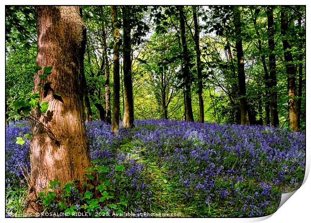 Reflections in the bluebell wood Print by ROS RIDLEY