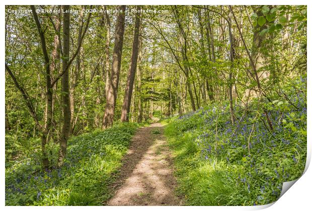 Spring Cheer - Woodland Bluebells Print by Richard Laidler