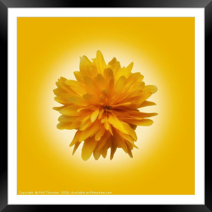 Isolated Japanese Rose blossom on a yellow packgro Framed Mounted Print by Phill Thornton