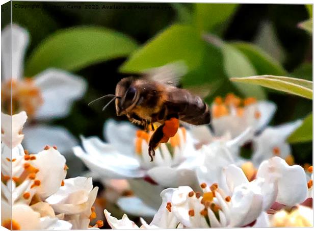 Working the Flowers - Honey Bee Canvas Print by Trevor Camp