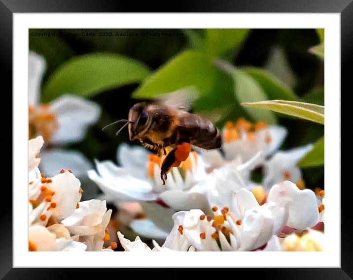 Working the Flowers - Honey Bee Framed Mounted Print by Trevor Camp