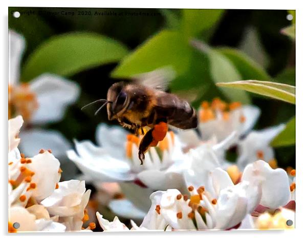 Working the Flowers - Honey Bee Acrylic by Trevor Camp