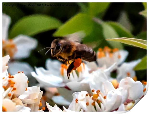 Working the Flowers - Honey Bee Print by Trevor Camp