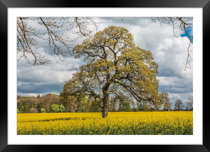 Springtime Oak Tree Framed Mounted Print by Richard Laidler