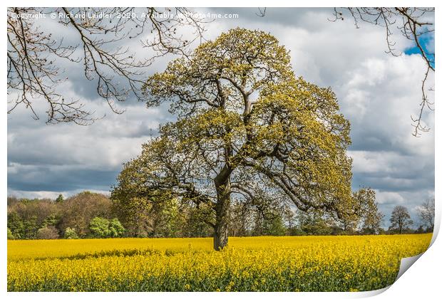 Springtime Oak Tree Print by Richard Laidler