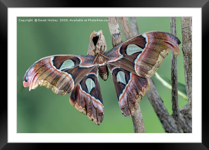 Atlas Moth Framed Mounted Print by Derek Hickey