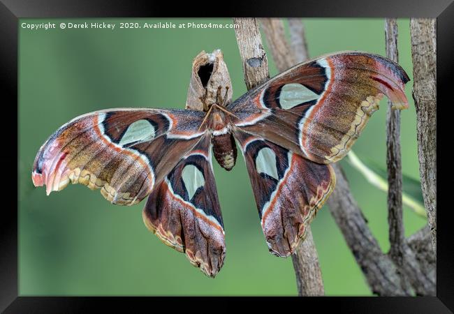 Atlas Moth Framed Print by Derek Hickey
